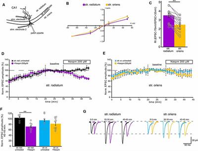 Nitric Oxide Regulates GluA2-Lacking AMPAR Contribution to Synaptic Transmission of CA1 Apical but Not Basal Dendrites